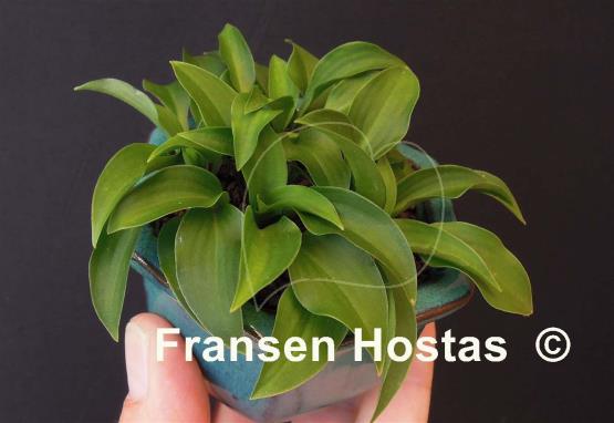 Hosta Paradise Puppet